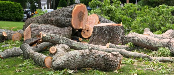 Large Tree Removal in League City