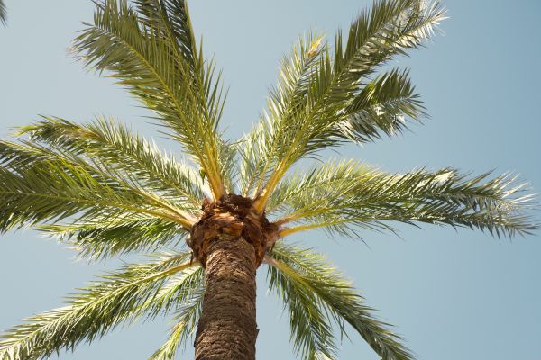 Palm Tree Removal in League City