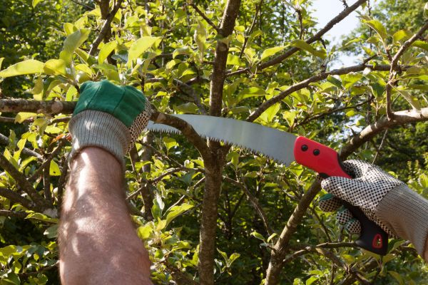 Small Tree Removal in League City