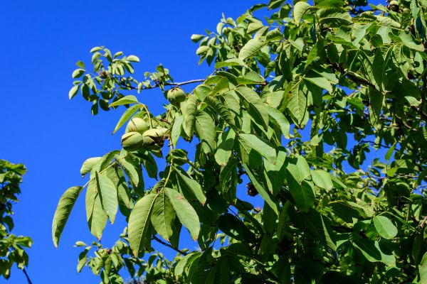 Cost of Walnut Tree Removal in League City