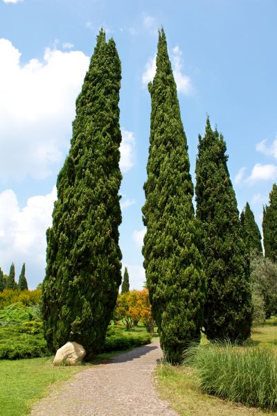 Cost of Cypress Tree Removal in League City
