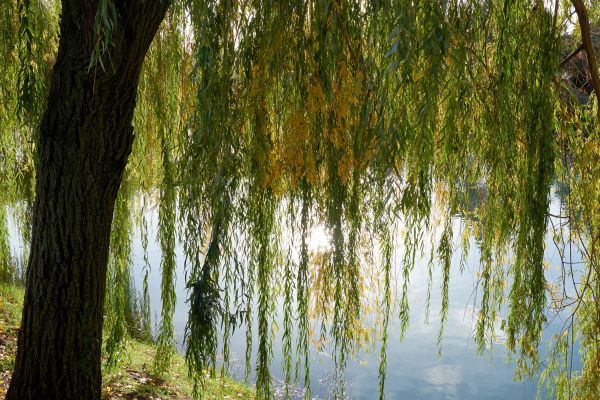 Cost of Willow Tree Removal in League City