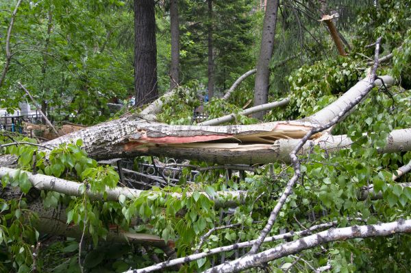 Birch Tree Removal in League City