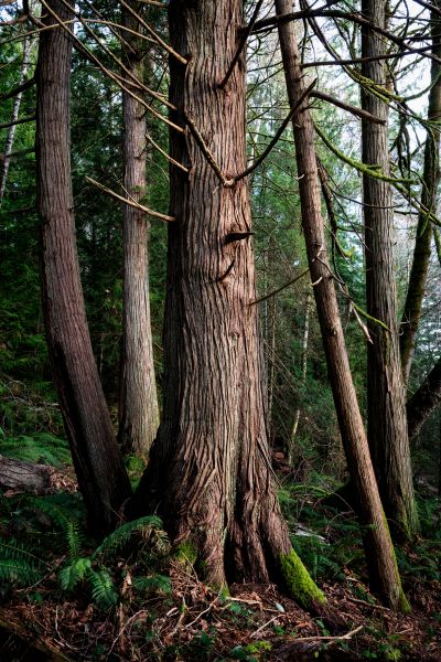Cost of Cedar Tree Removal in League City