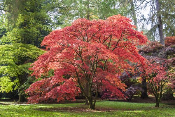 Cost of Maple Tree Removal in League City