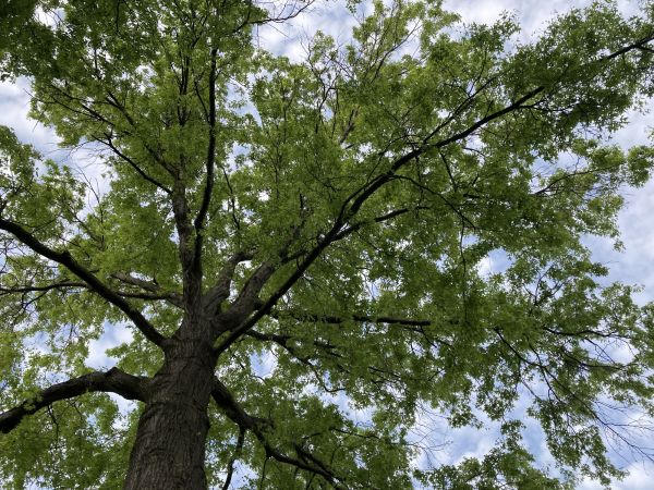 Cost of Oak Tree Removal in League City