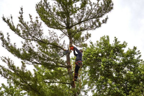 Cost of Pine Tree Removal in League City