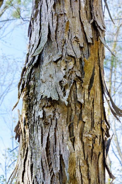 Hickory Tree Removal in League City