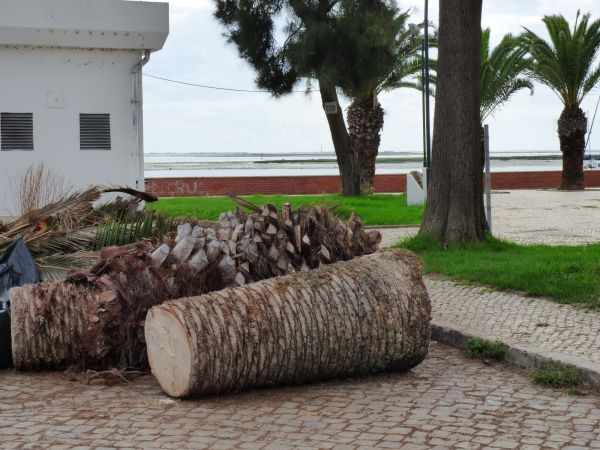 Palm Trees Removal in League City