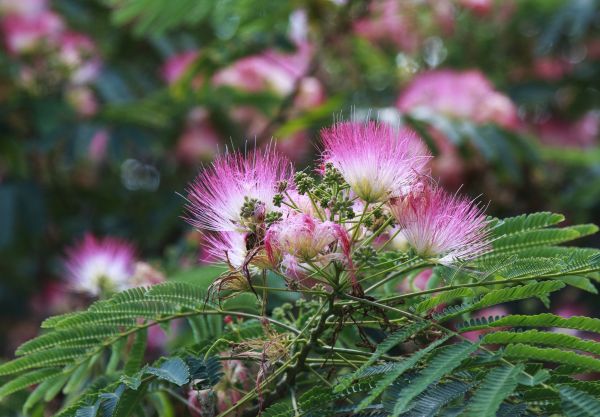 Mimosa Tree Removal in League City