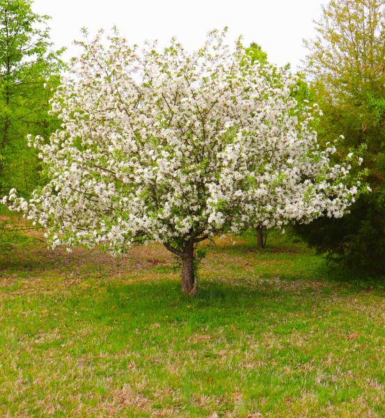 Dogwood Tree Removal in League City