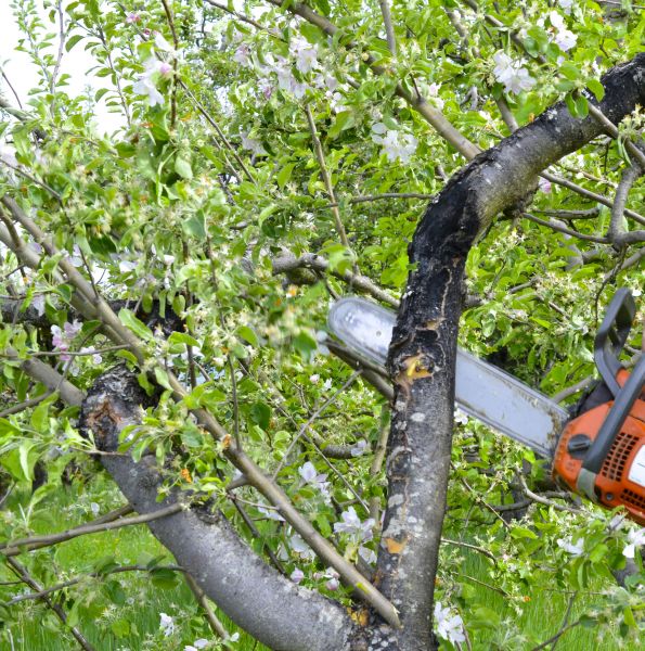 Apple Tree Removal in League City