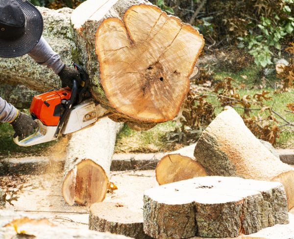 Tree Removal Service in League City
