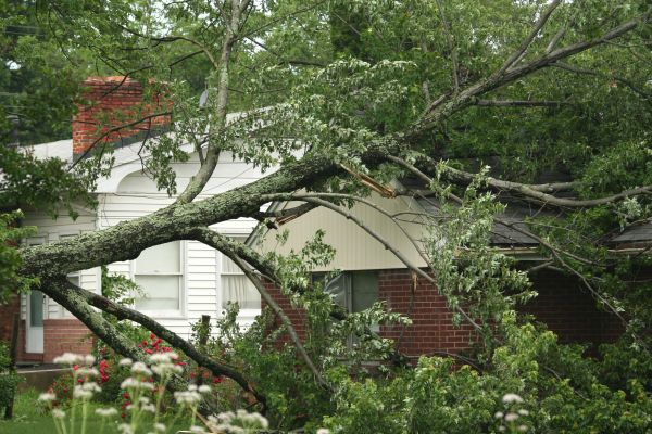 Emergency Tree Removal in League City