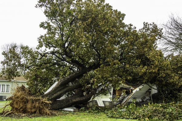 Fallen Tree Removal in League City