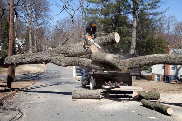 Cost of Residential Tree Removal in League City
