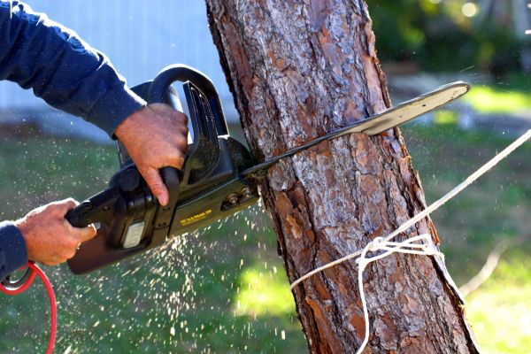 Dead Tree Removal in League City