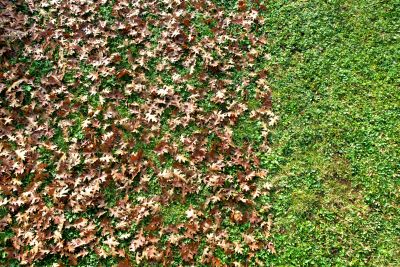 Seasonal Leaf Maintenance